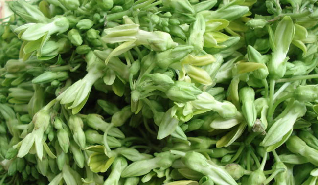 Cây hoa thiên lý
